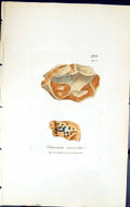 Antique Print Verrucaria Acrotella British Plants Botany 1843 Sowerby Smith
