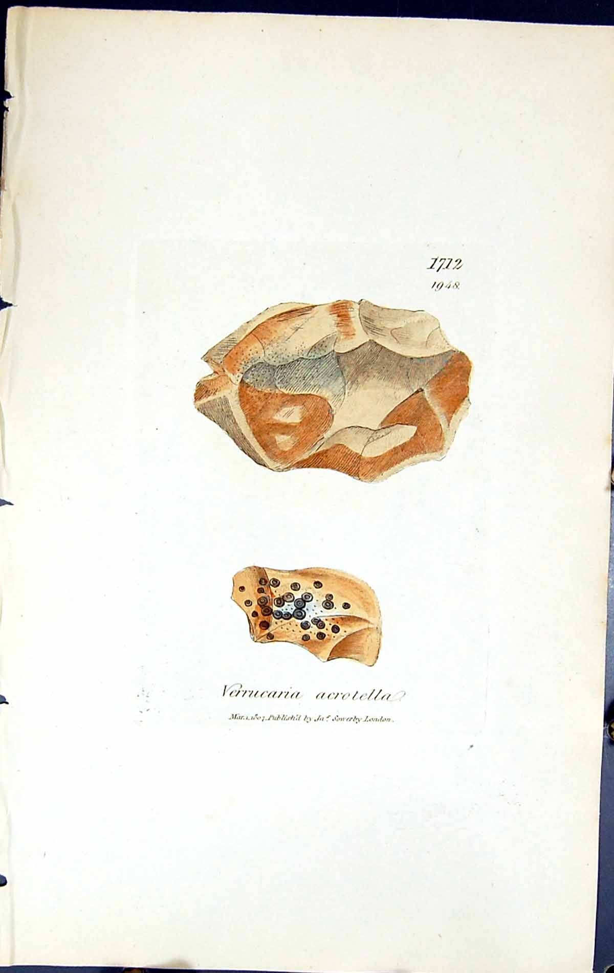 Antique Print Verrucaria Acrotella British Plants Botany 1843 Sowerby Smith