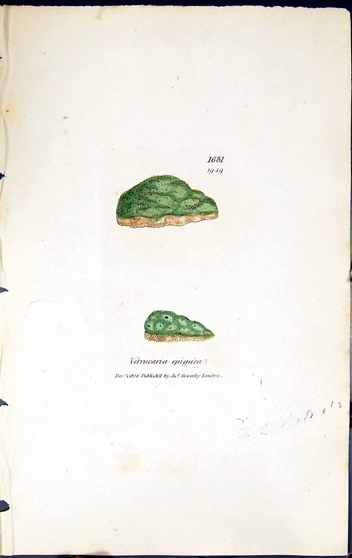 Antique Old Print Verrucaria Epigaea British Plants Botany 1843 Sowerby Smith