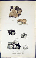 Old Verrucaria Hookeri Pertusaria Isidioides British Plants Botany 18 19th