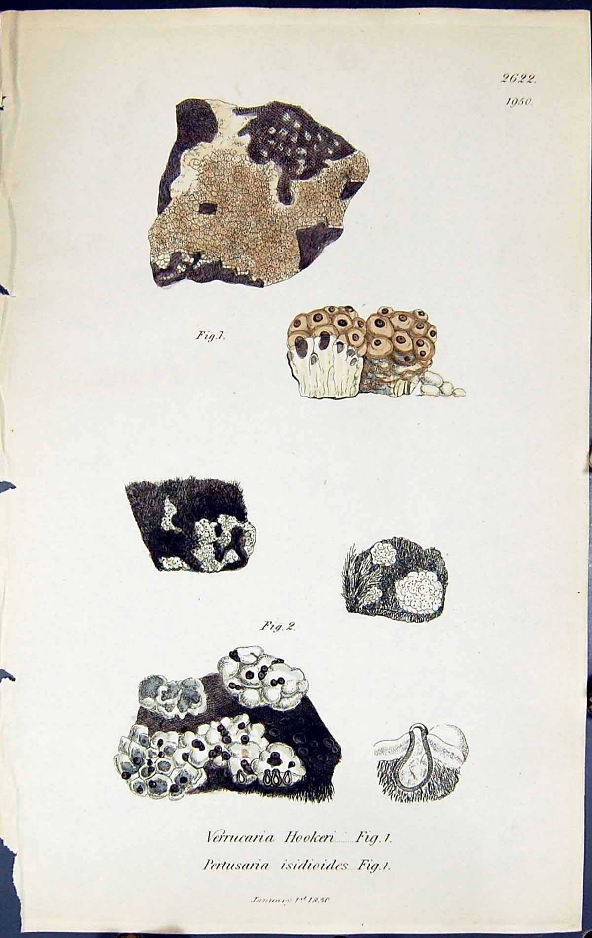 Old Verrucaria Hookeri Pertusaria Isidioides British Plants Botany 18 19th