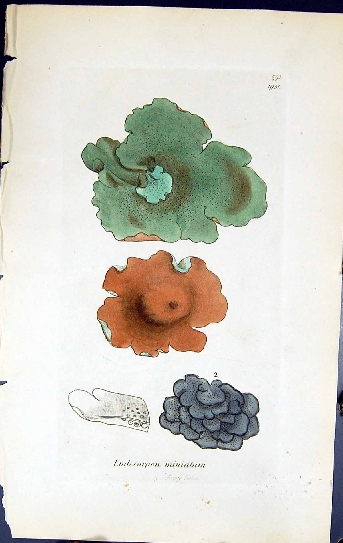 Antique Print Endocarpon Miuiatum British Plants Botany 1843 Sowerby Smith 19th