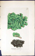 Antique Print Endocarpon Aquaticum British Plants Botany 1843 Sowerby Smith