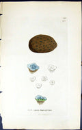 Old Endocarpon Trapeziformis British Plants Botany 1843 Sowerby Smith Victorian