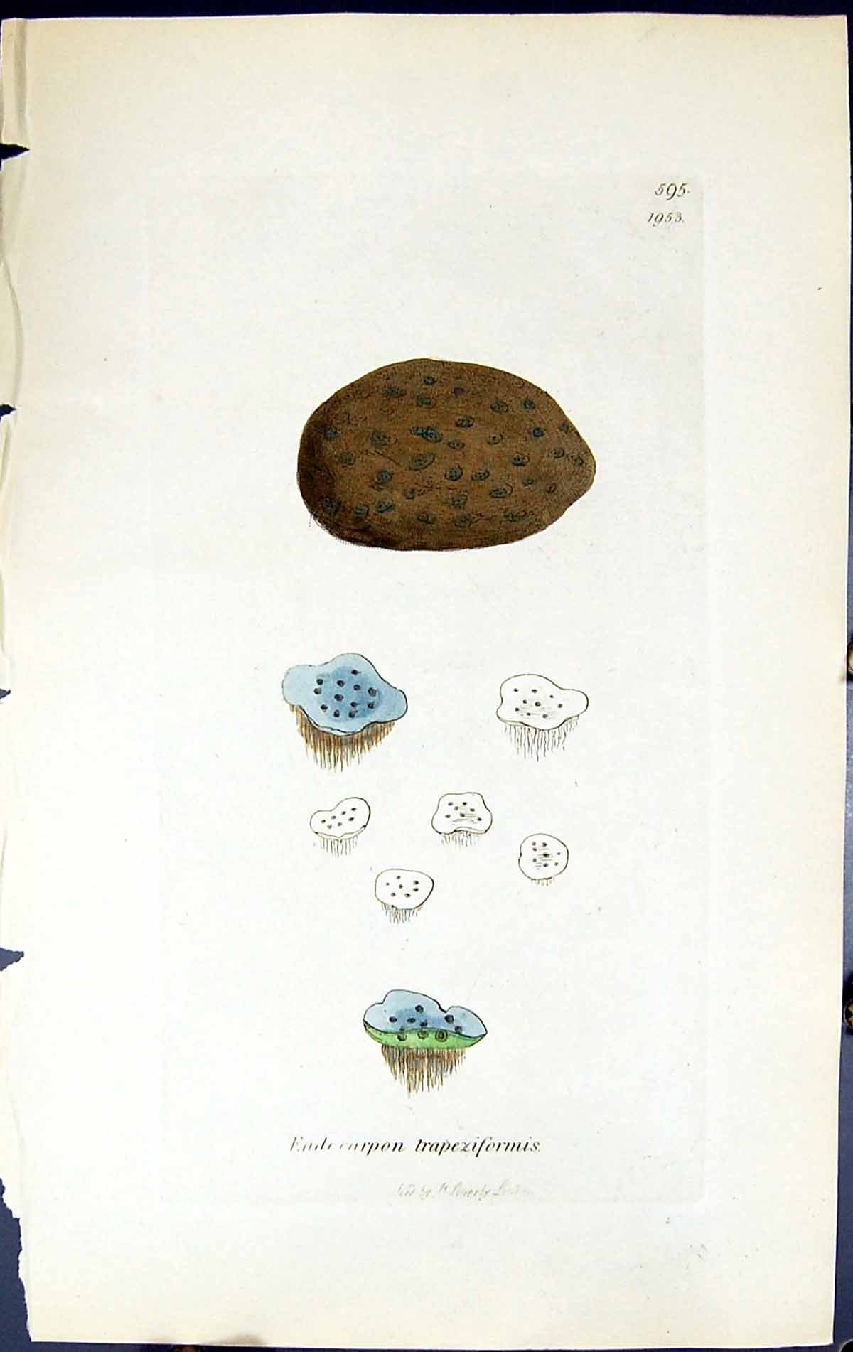 Old Endocarpon Trapeziformis British Plants Botany 1843 Sowerby Smith Victorian