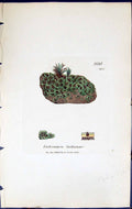 Antique Print Endocarpon Lachueum British Plants Botany 1843 Sowerby Smith 19th