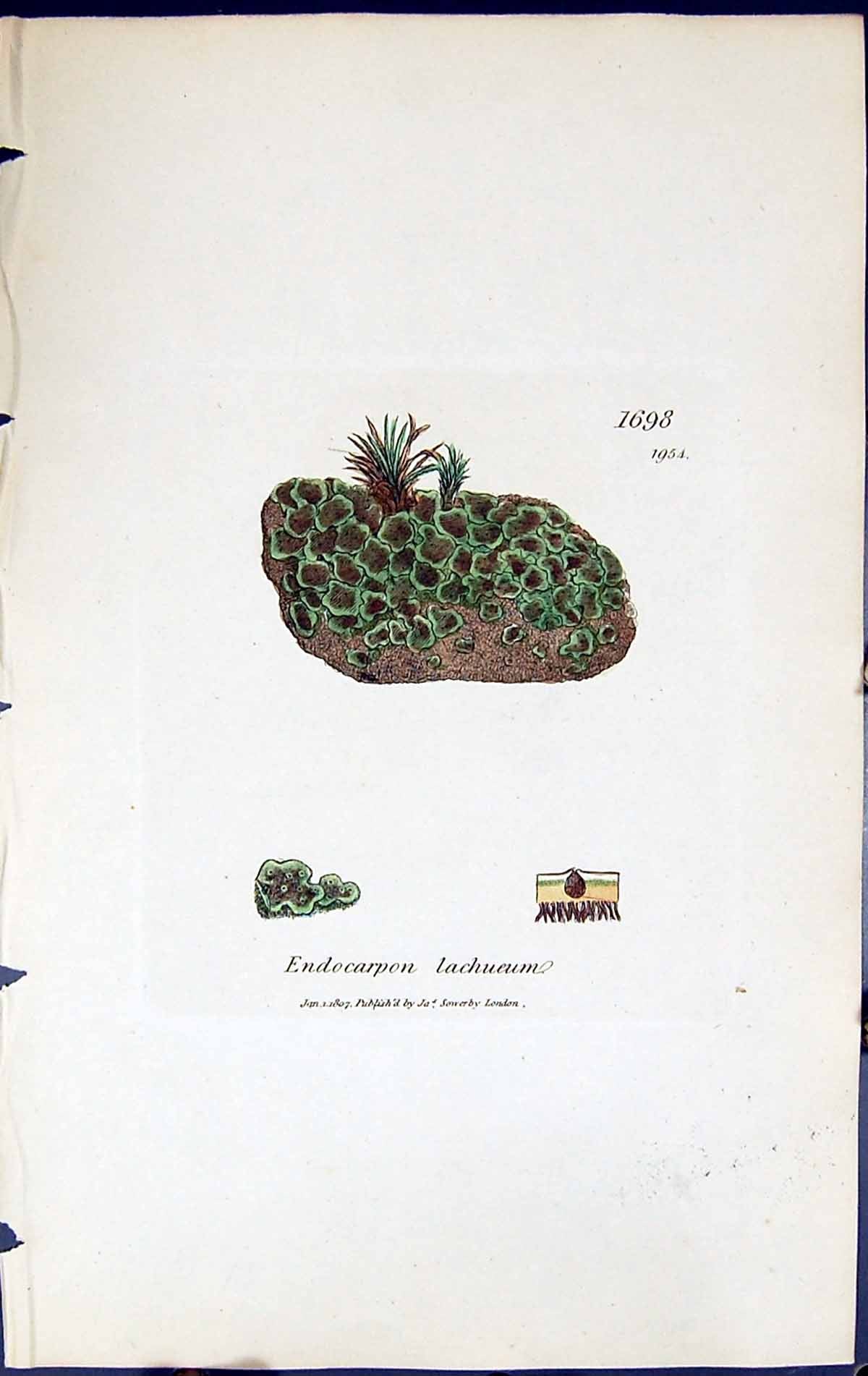 Antique Print Endocarpon Lachueum British Plants Botany 1843 Sowerby Smith 19th