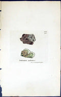 Antique Print Endocarpon Pallidum British Plants Botany 1843 Sowerby Smith 19th