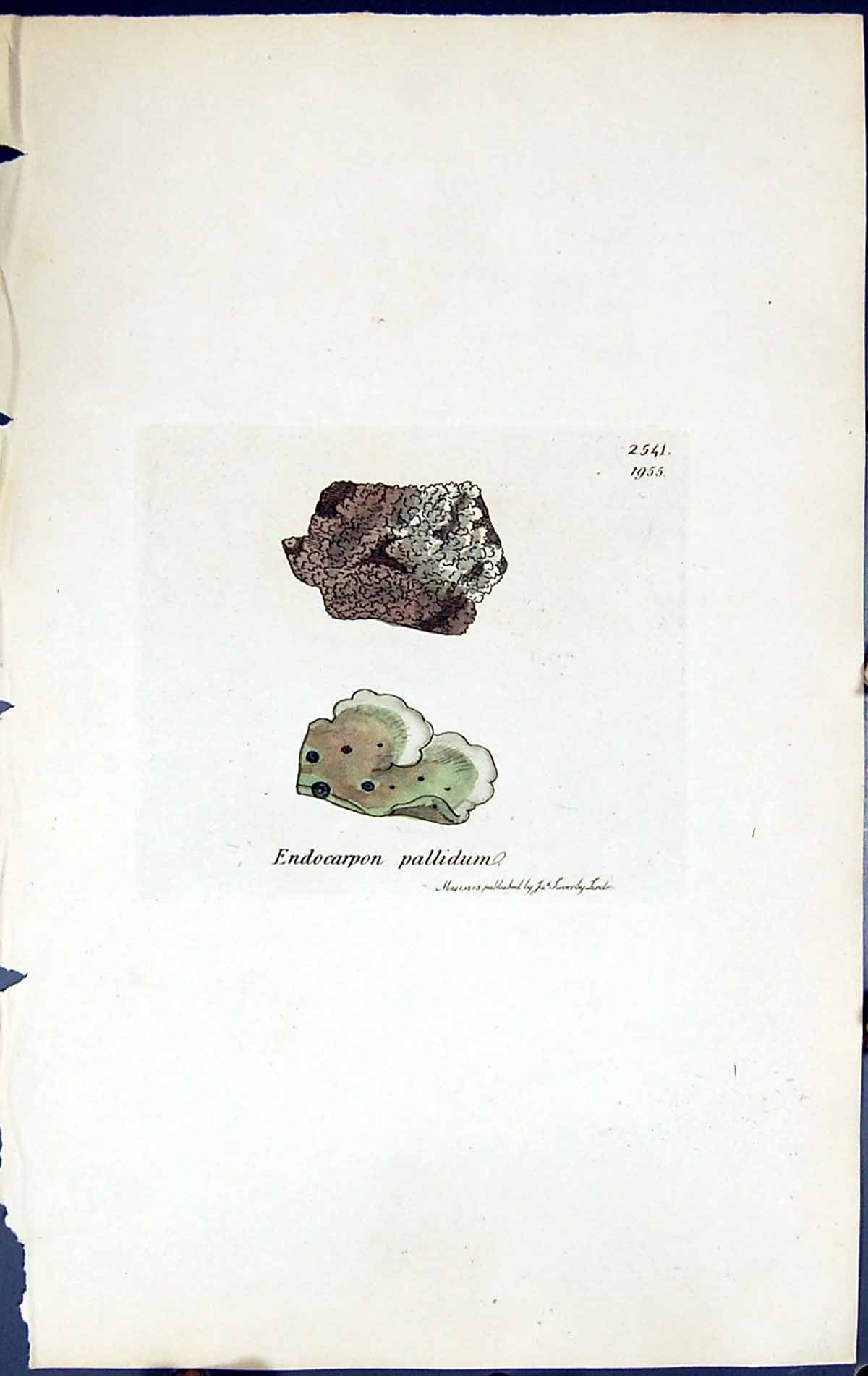 Antique Print Endocarpon Pallidum British Plants Botany 1843 Sowerby Smith 19th