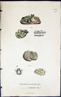 Old Endocarpon Psoromoides Sorediatum British Plants Botany 1843 Sowe Victorian
