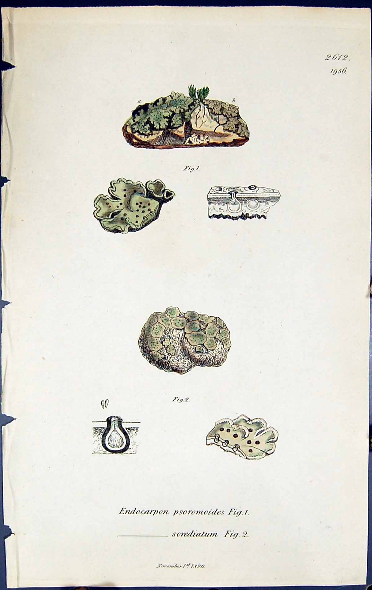 Old Endocarpon Psoromoides Sorediatum British Plants Botany 1843 Sowe Victorian