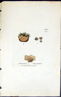 Old Endocarpon Leptophyllum British Plants Botany 1843 Sowerby Smith Victorian