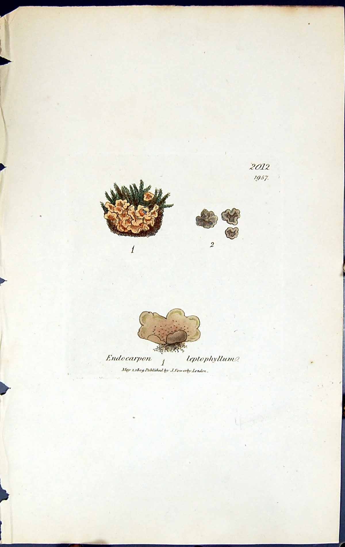 Old Endocarpon Leptophyllum British Plants Botany 1843 Sowerby Smith Victorian