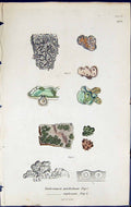 Old Endocarpon Pulchellum Euplocum British Plants Botany 1843 Sowerby Victorian