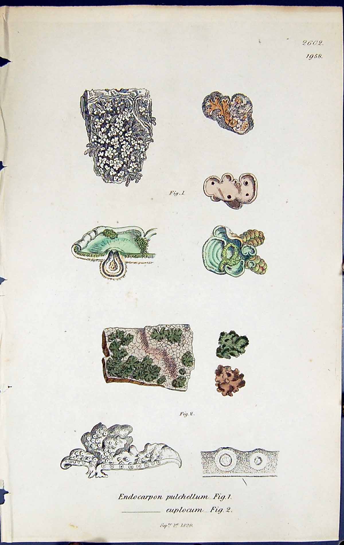 Old Endocarpon Pulchellum Euplocum British Plants Botany 1843 Sowerby Victorian