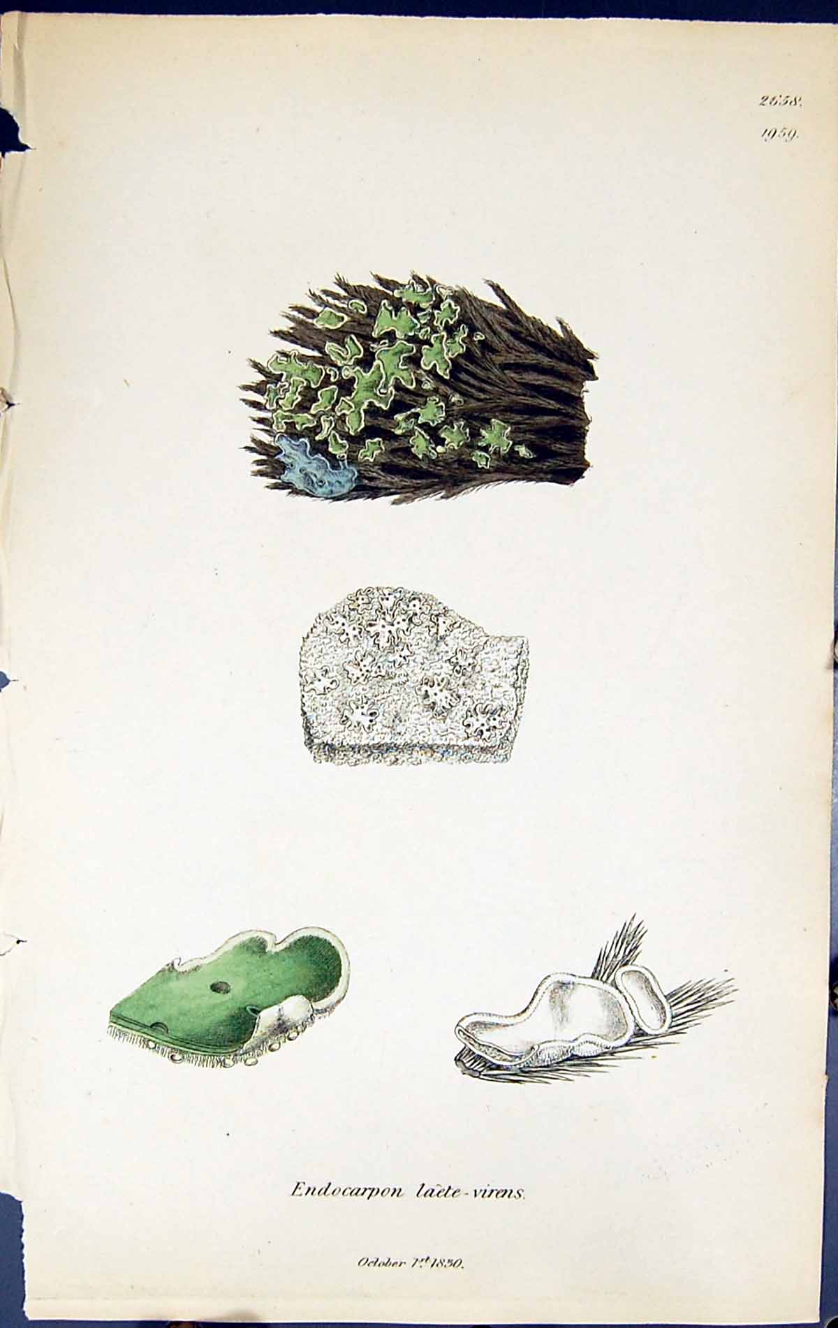 Old Endocarpon Laete-Virens British Plants Botany 1843 Sowerby Smith Victorian