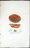 Old Print Endocarpon Smaragdulus British Plants Botany 1843 Sowerby Smith 19th