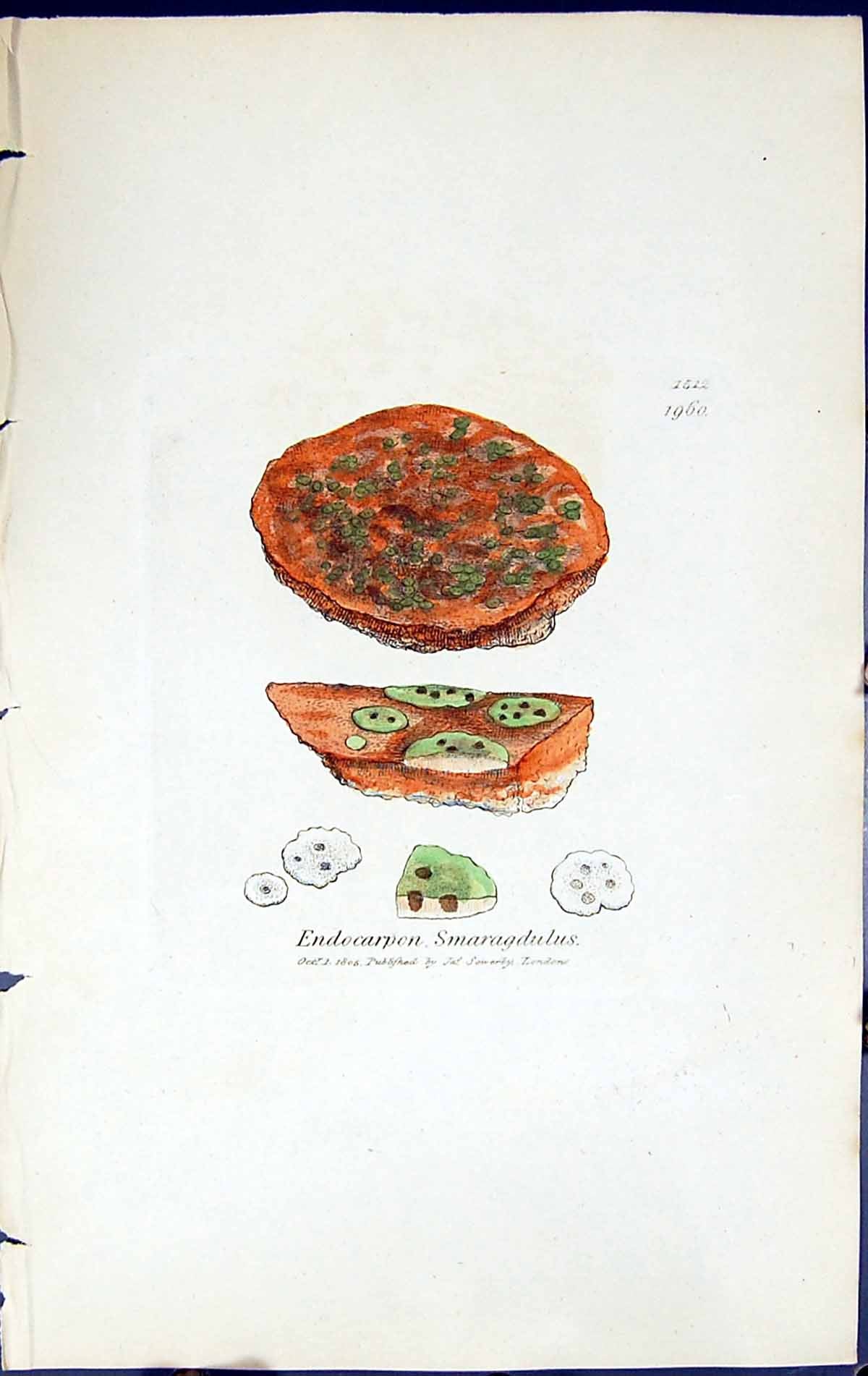 Old Print Endocarpon Smaragdulus British Plants Botany 1843 Sowerby Smith 19th