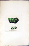 Old Print Endocarpon Tephroides British Plants Botany 1843 Sowerby Smith 19th