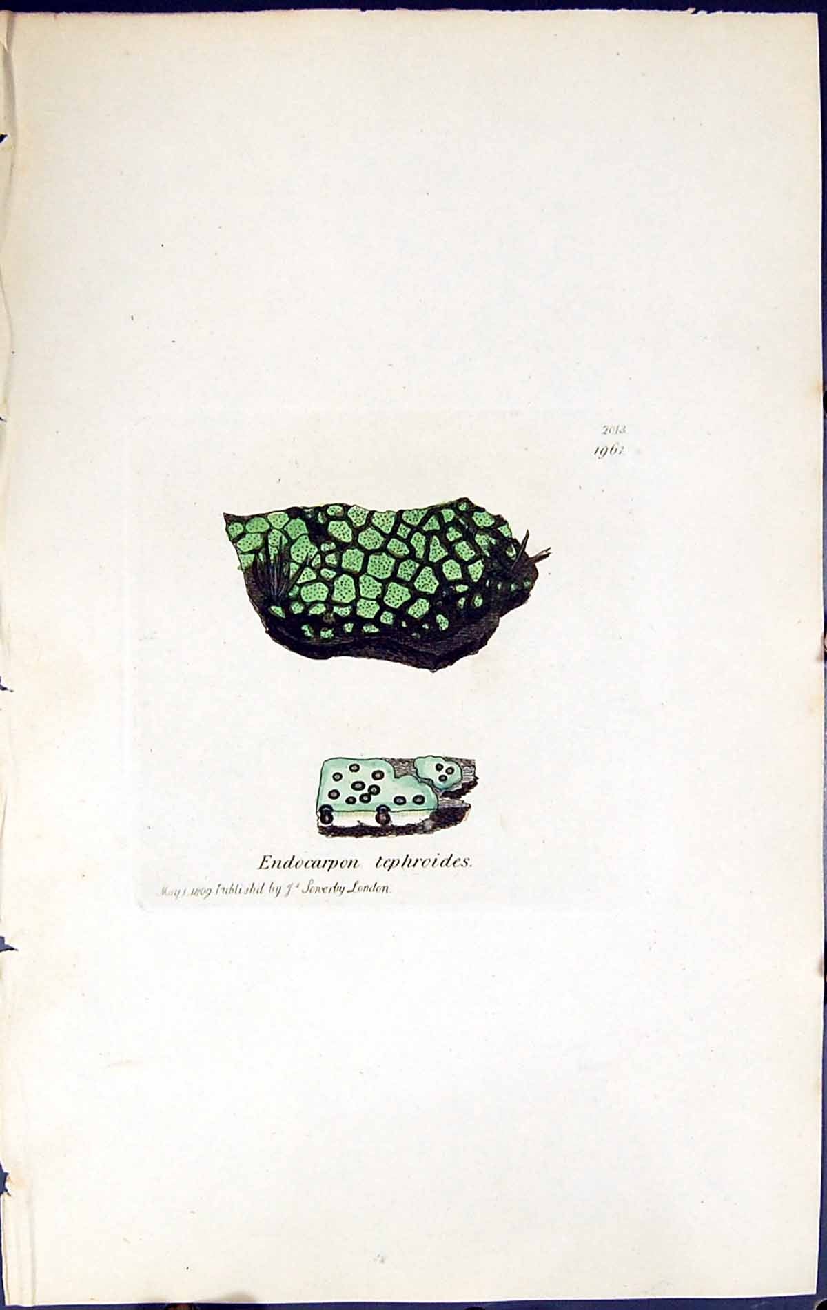 Old Print Endocarpon Tephroides British Plants Botany 1843 Sowerby Smith 19th