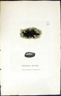 Antique Print Endocarpon Fuscellus British Plants Botany 1843 Sowerby Smith