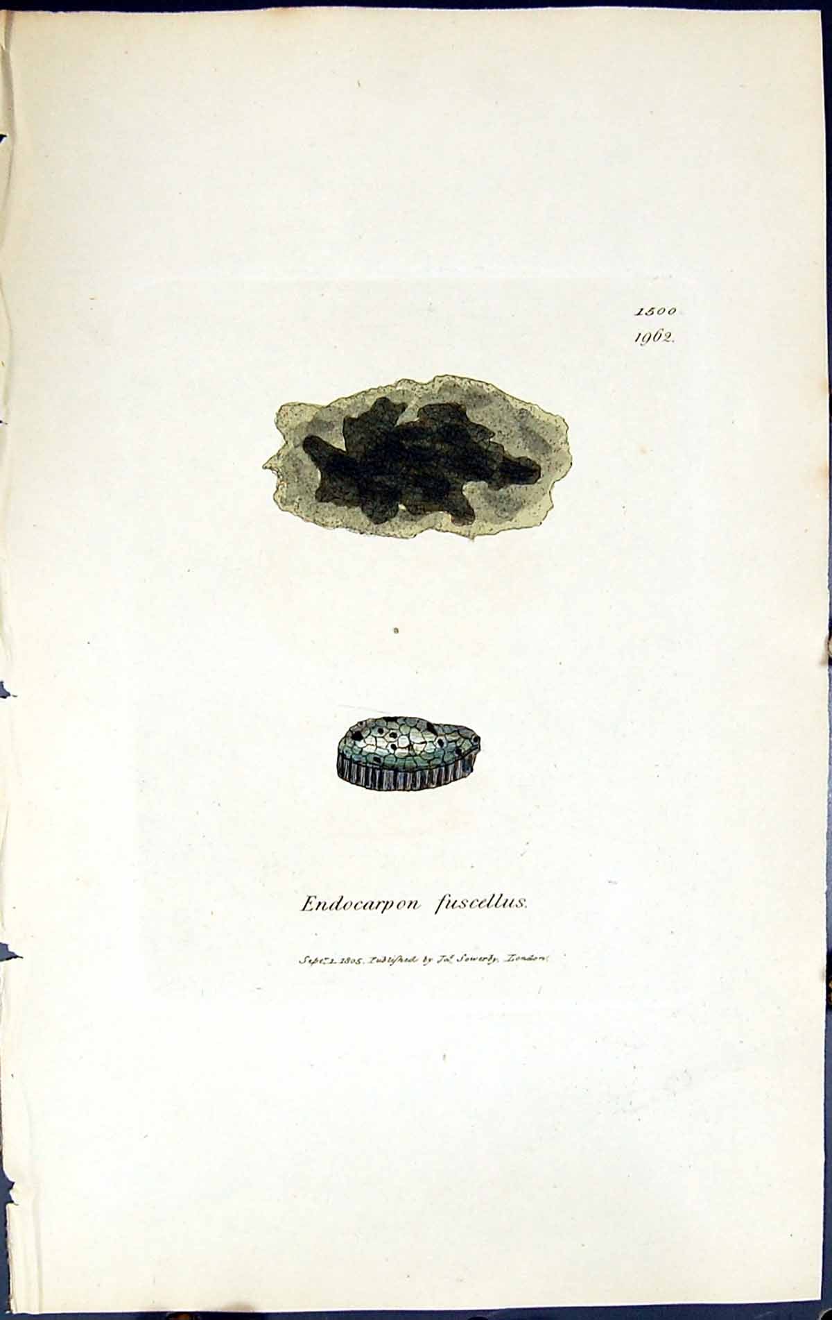 Antique Print Endocarpon Fuscellus British Plants Botany 1843 Sowerby Smith