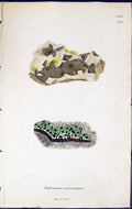 Old Print Endocarpon Polystictum British Plants Botany 1843 Sowerby Smith 19th