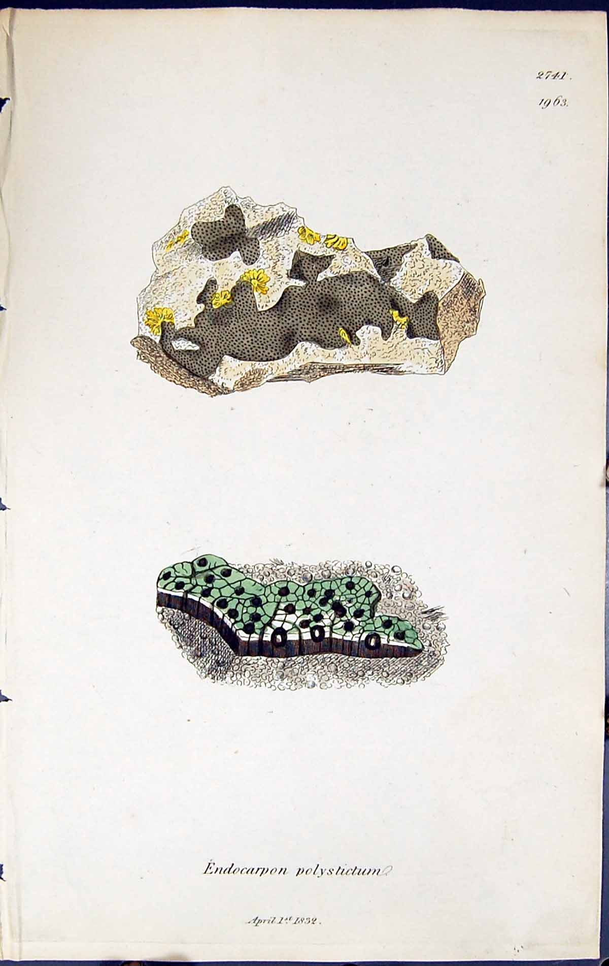 Old Print Endocarpon Polystictum British Plants Botany 1843 Sowerby Smith 19th