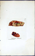 Antique Print Endocarpon Sinopicum British Plants Botany 1843 Sowerby Smith