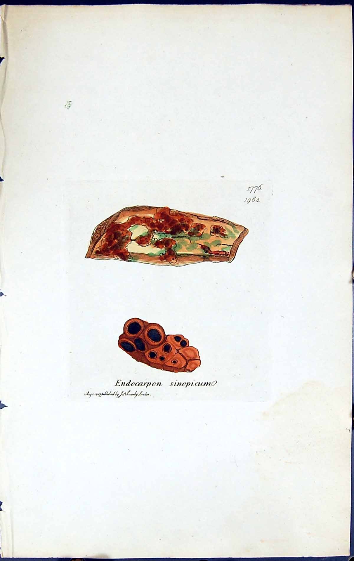 Antique Print Endocarpon Sinopicum British Plants Botany 1843 Sowerby Smith