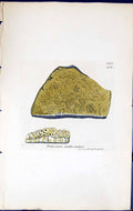 Old Pertusaria Ceuthocarpus British Plants Botany 1843 Sowerby Smith Victorian