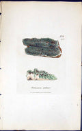 Antique Old Print Pertusaria Fallax British Plants Botany 1843 Sowerby Smith