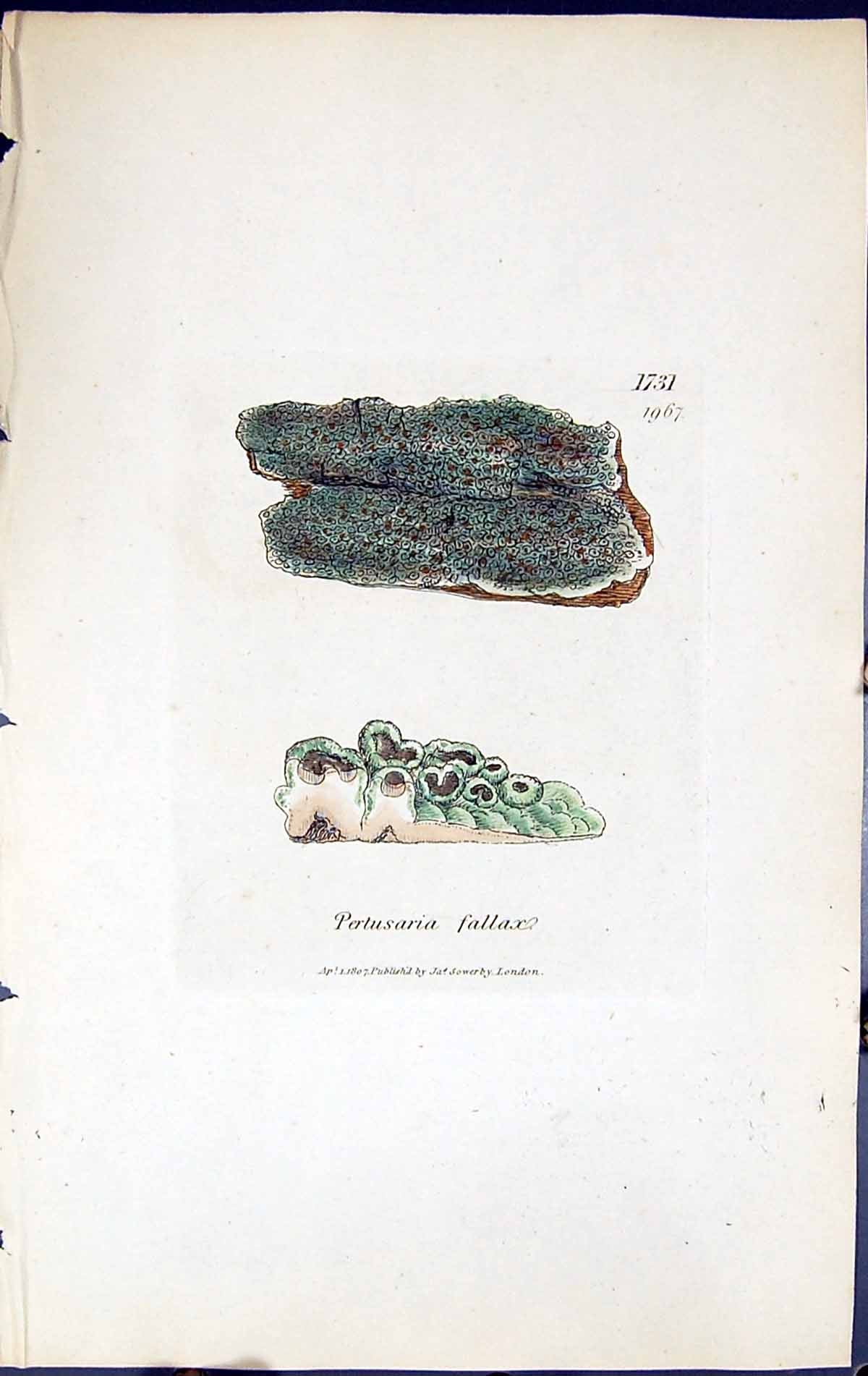 Antique Old Print Pertusaria Fallax British Plants Botany 1843 Sowerby Smith