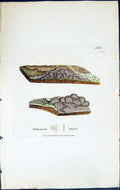 Antique Old Print Pertusaria Crassa British Plants Botany 1843 Sowerby Smith