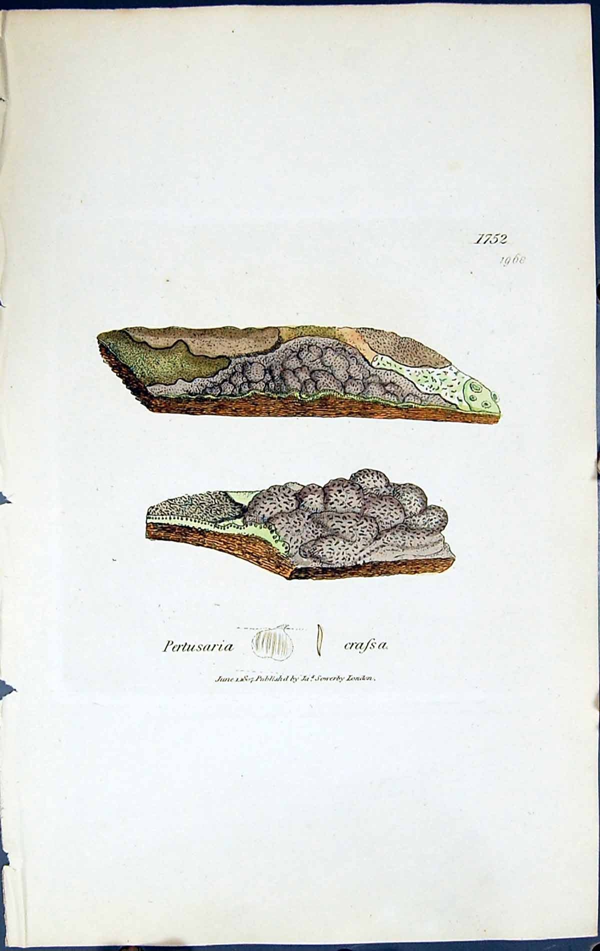 Antique Old Print Pertusaria Crassa British Plants Botany 1843 Sowerby Smith