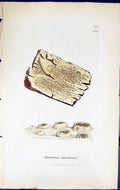Antique Print Thelotrema Lepadinum British Plants Botany 1843 Sowerby Smith