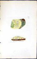 Old Print Thelotrema Melaleucum British Plants Botany 1843 Sowerby Smith 19th