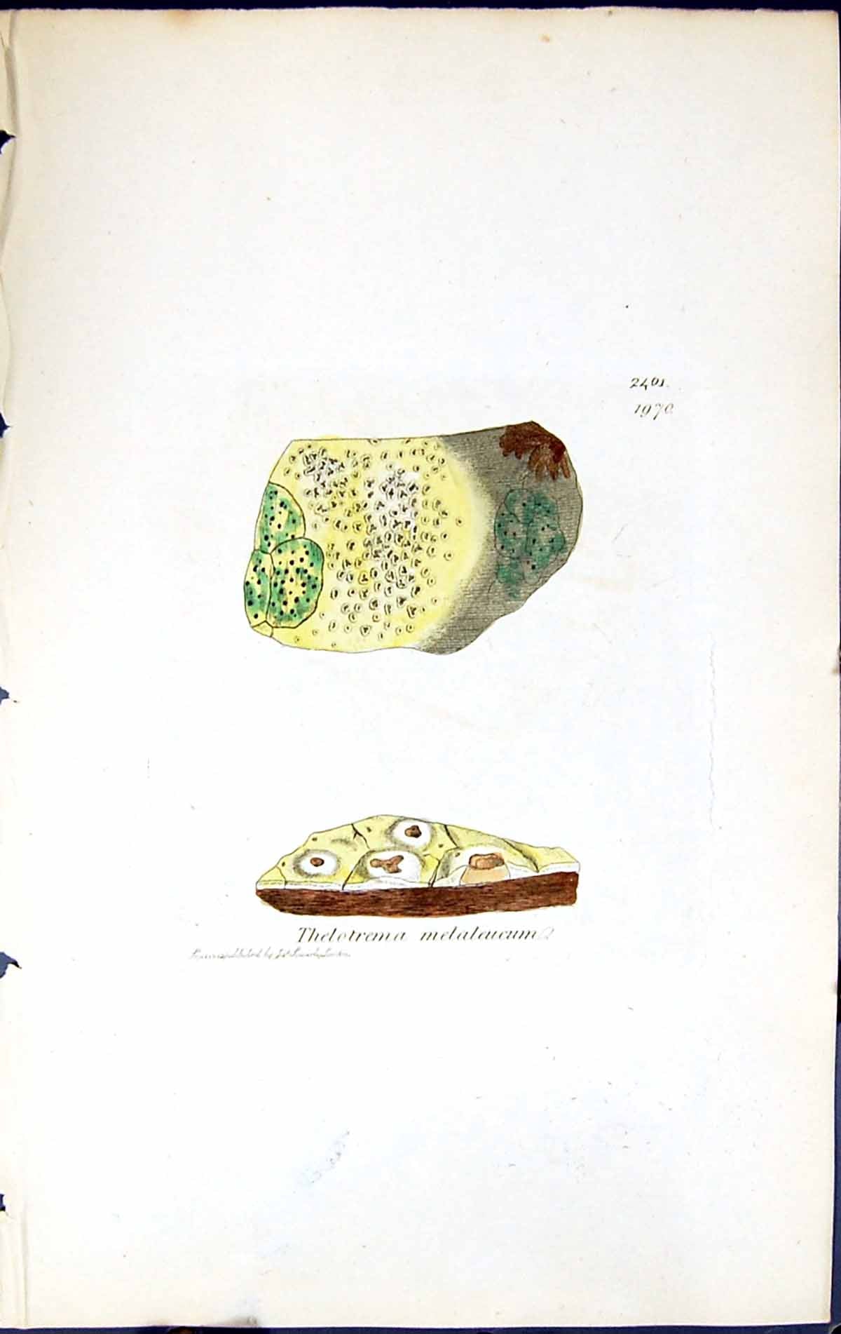 Old Print Thelotrema Melaleucum British Plants Botany 1843 Sowerby Smith 19th