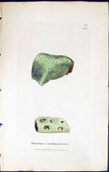 Old Thelotrema Exanthematicum British Plants Botany 1843 Sowerby Smit Victorian
