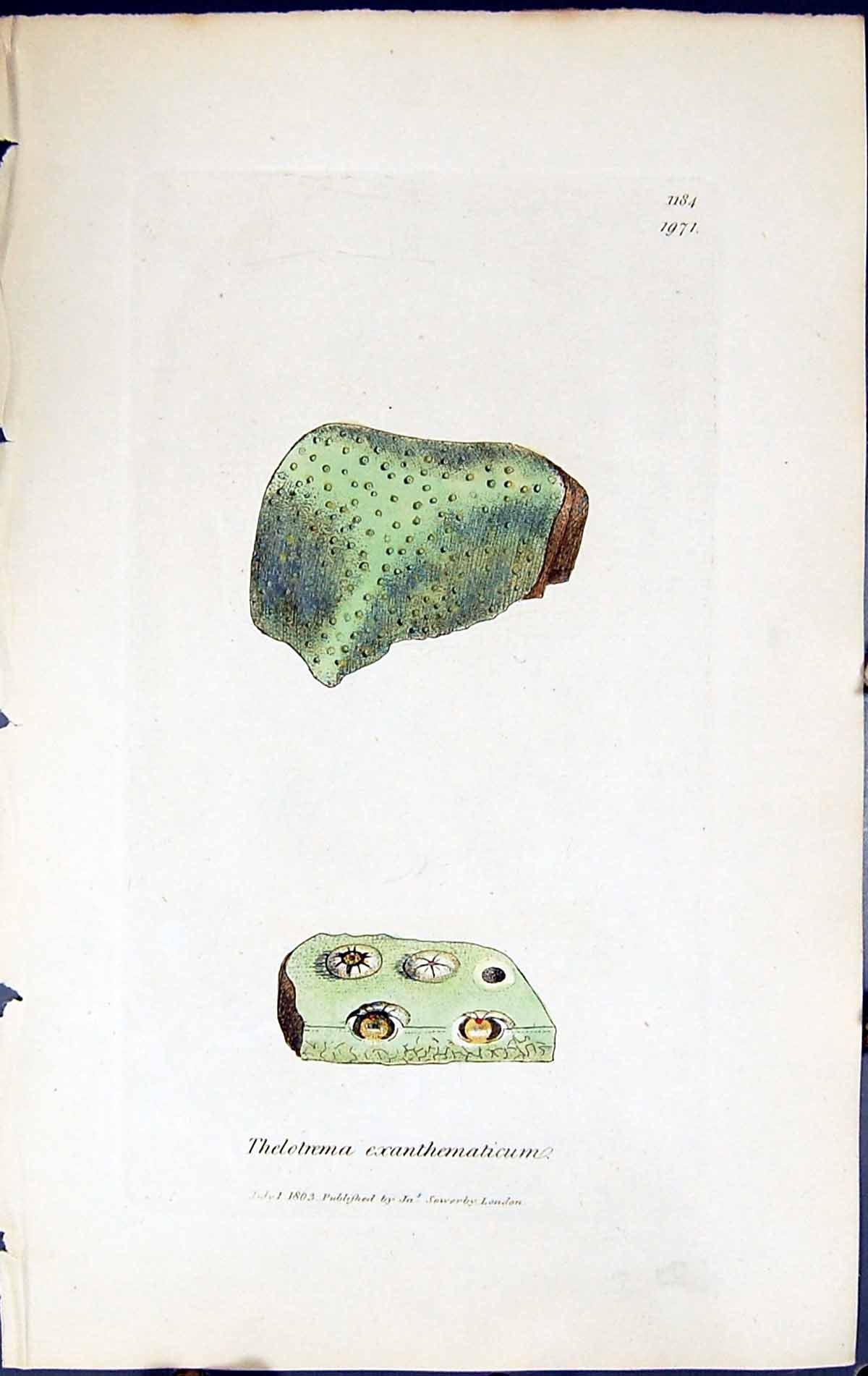 Old Thelotrema Exanthematicum British Plants Botany 1843 Sowerby Smit Victorian