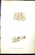 Old Print Thelotrema Hutchinsia British Plants Botany 1843 Sowerby Smith 19th