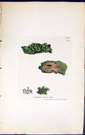 Antique Print Lepraria Botryoides British Plants Botany 1843 Sowerby Smith 19th