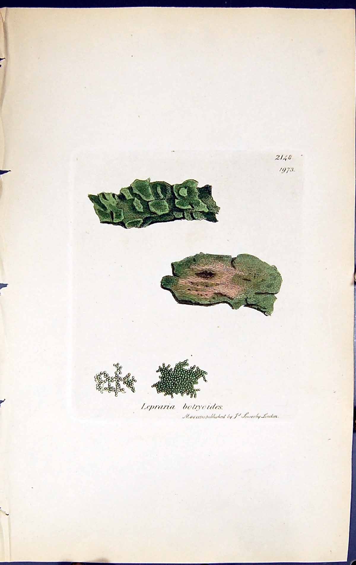 Antique Print Lepraria Botryoides British Plants Botany 1843 Sowerby Smith 19th
