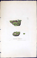 Antique Old Print Lepraria Ochracea British Plants Botany 1843 Sowerby Smith