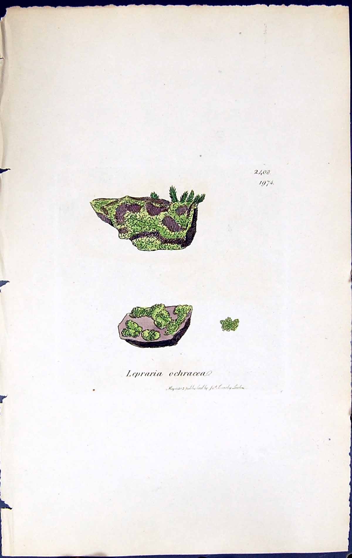 Antique Old Print Lepraria Ochracea British Plants Botany 1843 Sowerby Smith