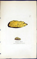 Old Print Lepraria Flava British Plants Botany 1843 Sowerby Smith Colour 19th