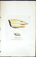 Antique Print Lepraria Alba British Plants Botany 1843 Sowerby Smith Colour