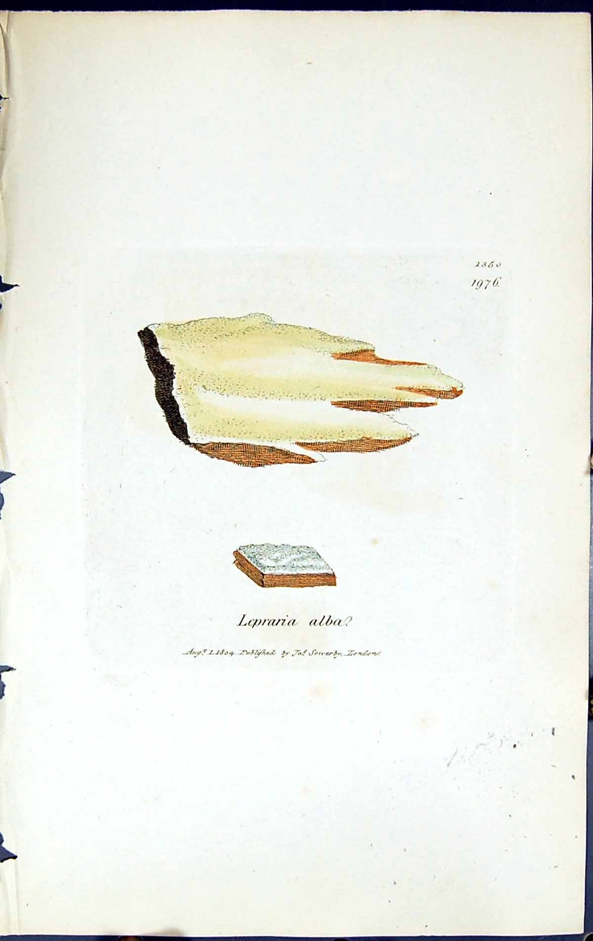 Antique Print Lepraria Alba British Plants Botany 1843 Sowerby Smith Colour