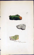 Antique Old Print Lepraria Virescens British Plants Botany 1843 Sowerby Smith