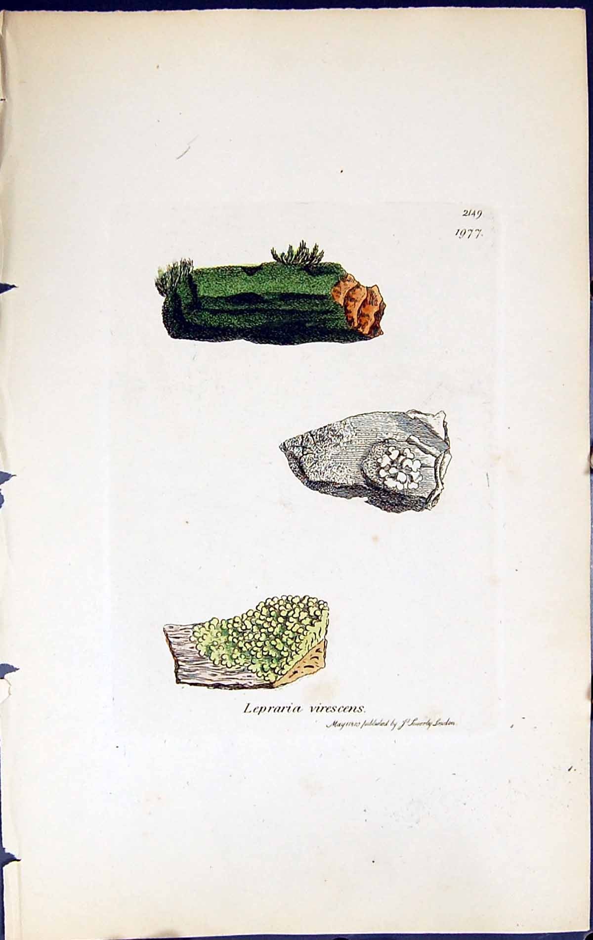 Antique Old Print Lepraria Virescens British Plants Botany 1843 Sowerby Smith